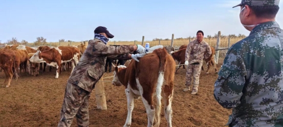 我盟圆满完成秋季动物强制免疫工作筑牢畜牧产业安全屏障