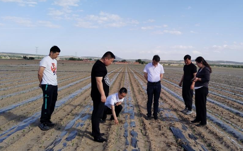 调研宁城县目前播种情况