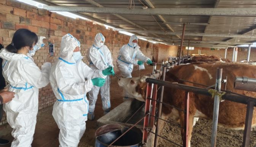 流感病毒怎么采样赤峰市圆满完成国家H10N3亚型流感病毒专项监测、内蒙古重点动物疫病飞行检查和布病专项检测采样工作_https://www.jmylbn.com_新闻资讯_第1张