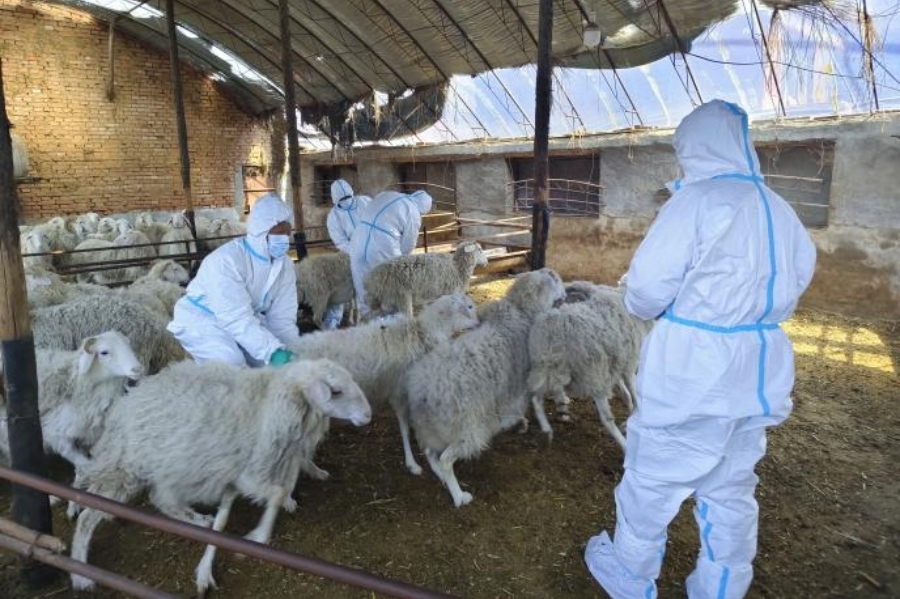 流感病毒怎么采样赤峰市圆满完成国家H10N3亚型流感病毒专项监测、内蒙古重点动物疫病飞行检查和布病专项检测采样工作_https://www.jmylbn.com_新闻资讯_第2张