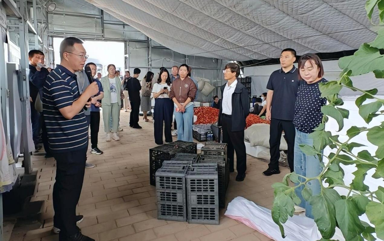 赤峰市冷凉蔬菜提质增产绿色高效生产技术协同推广现场观摩培训班召开(图2)
