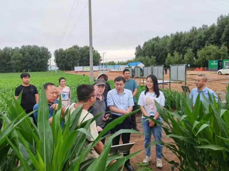 农业农村部种植业管理司赴我区开展大豆玉米带状复合种植除草剂使用和药害调研指导