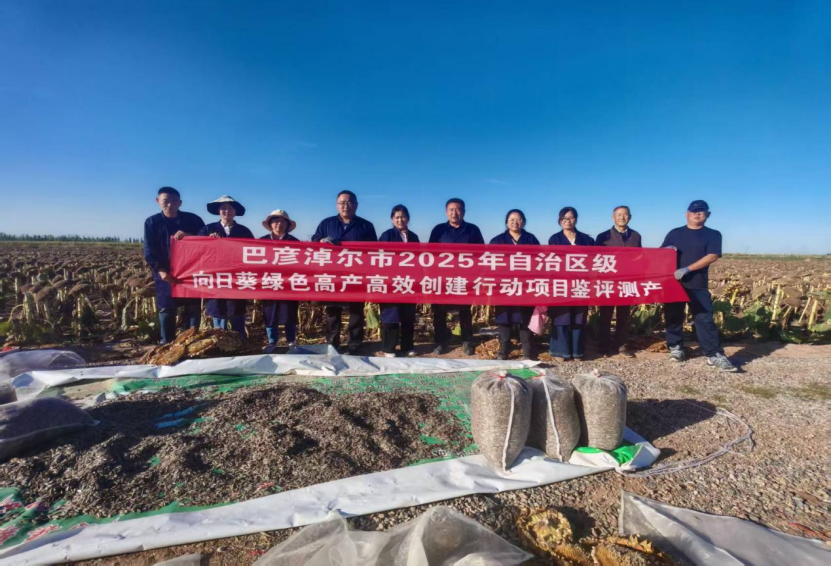 “金色名片”闪耀丰收季,内蒙古向日葵单产再攀新高