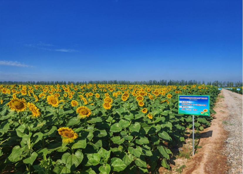 “金色名片”闪耀丰收季,内蒙古向日葵单产再攀新高