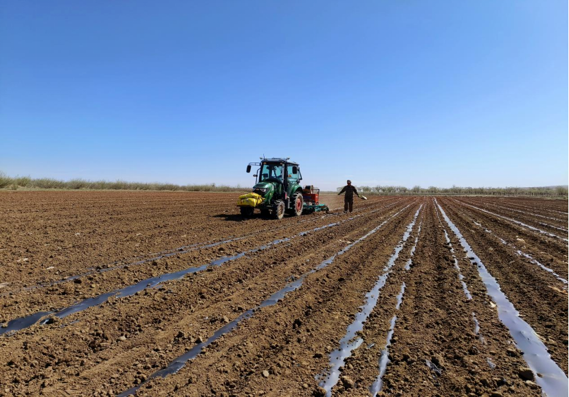 “金色名片”闪耀丰收季,内蒙古向日葵单产再攀新高
