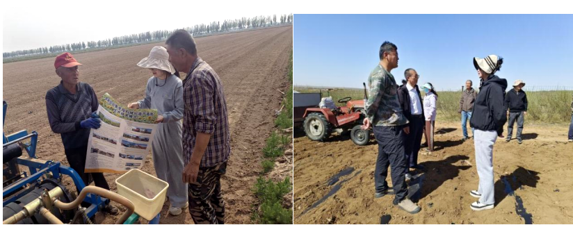 “金色名片”闪耀丰收季,内蒙古向日葵单产再攀新高