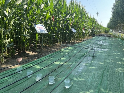 全区高质量推进主要粮油作物大面积单产提升培训班在通辽市举办