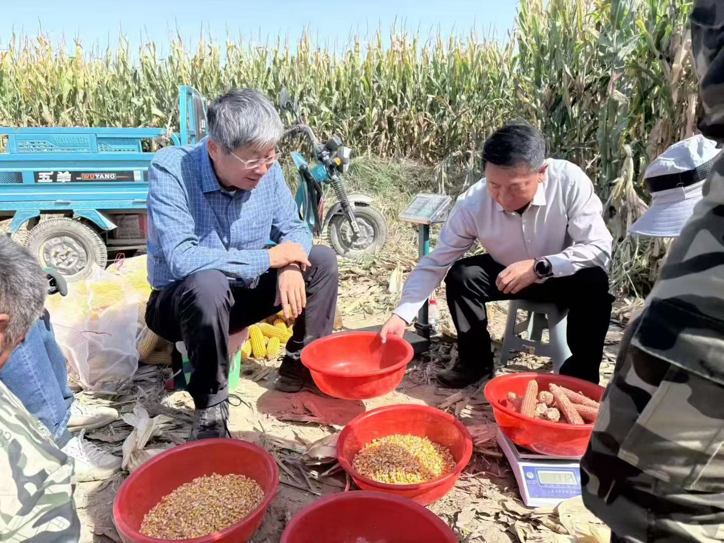 精准测产护航丰收!——内蒙古主要粮油作物大面积单产提升测产进行时