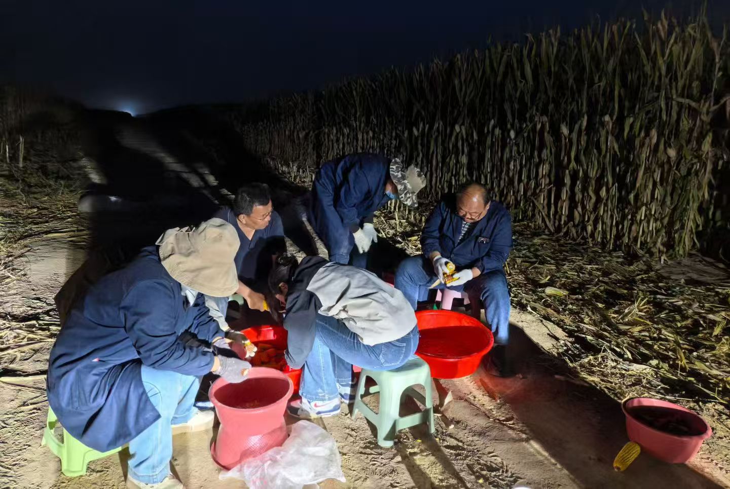 精准测产护航丰收!——内蒙古主要粮油作物大面积单产提升测产进行时