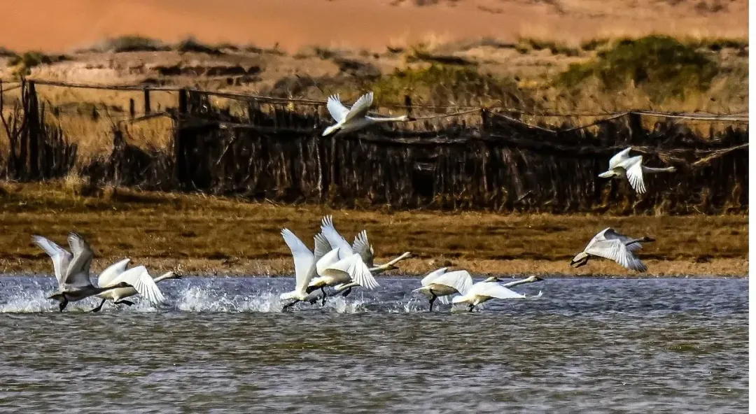 乘风而起,落子有声!阿拉善“新春第一会”为何锁定这件事