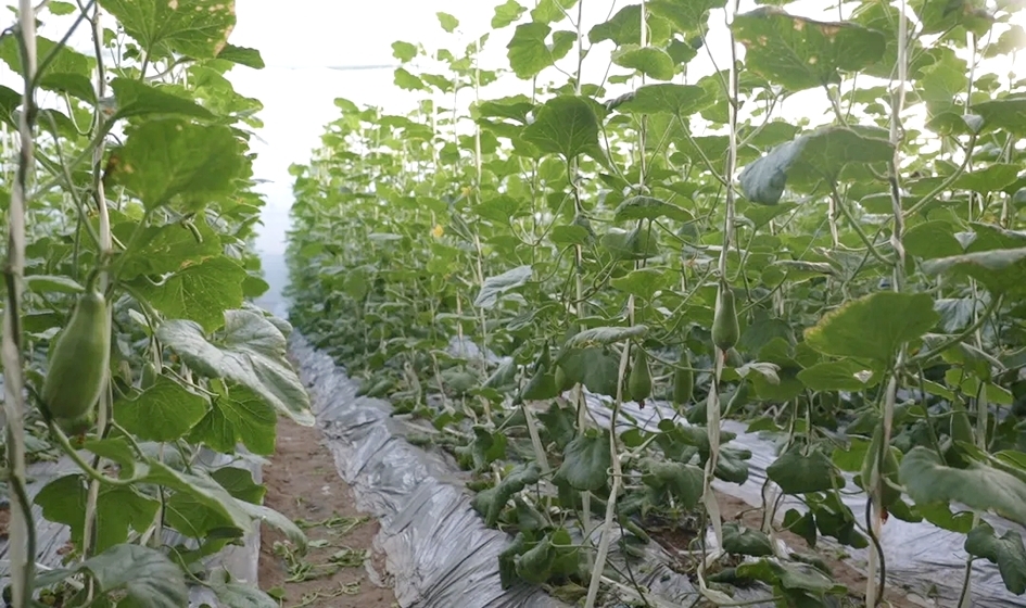 二道桥镇:高石脆瓜成富民“金瓜”