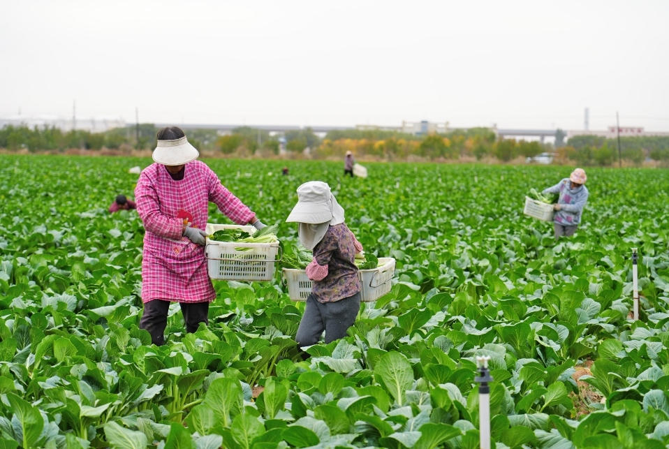 冷凉蔬菜种植奏响富民新曲