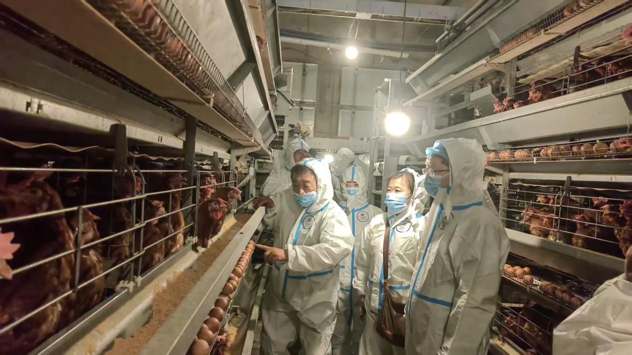 检查组察看鸡舍温湿度智能调控系统