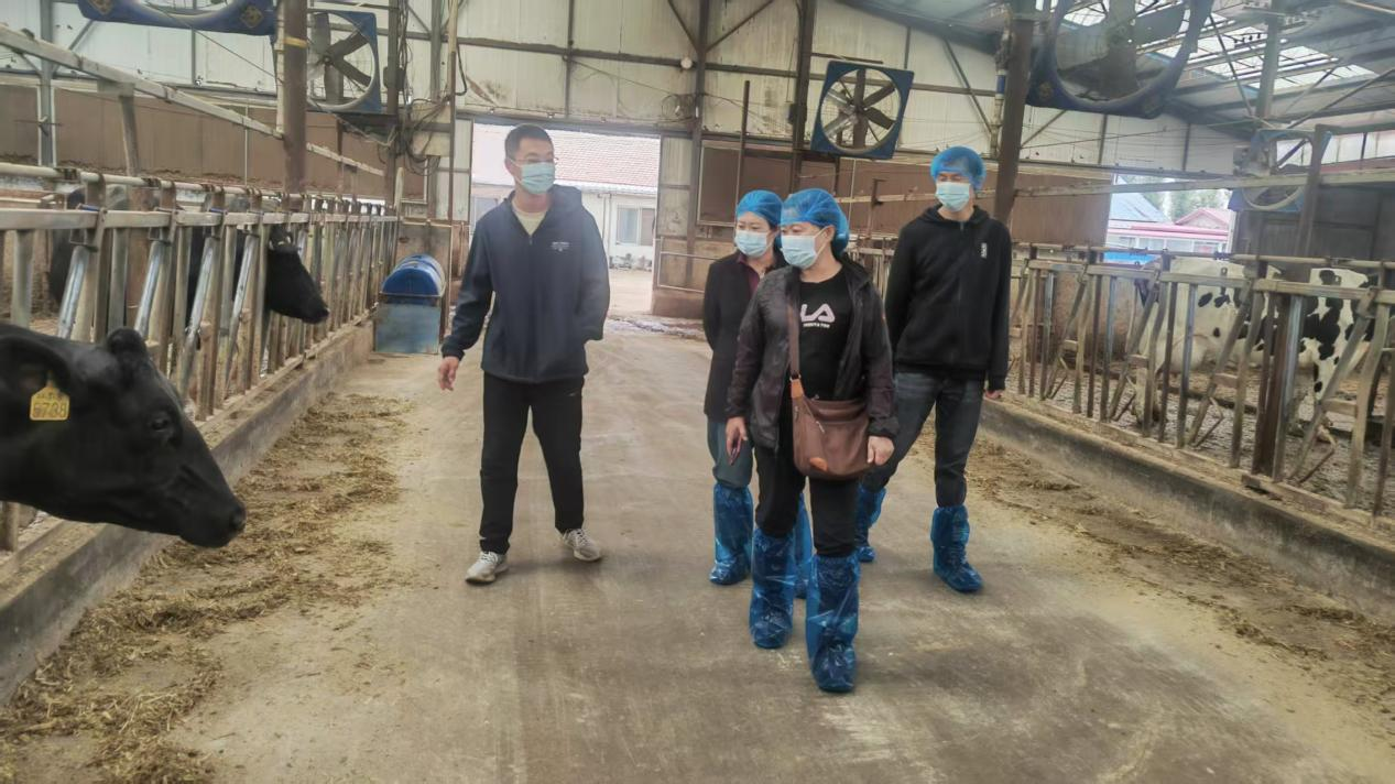 检查组在奶牛养殖场核查