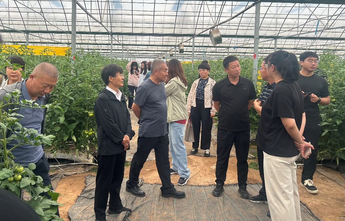 观摩宁城县大城子镇百亩蔬菜试验示范基地