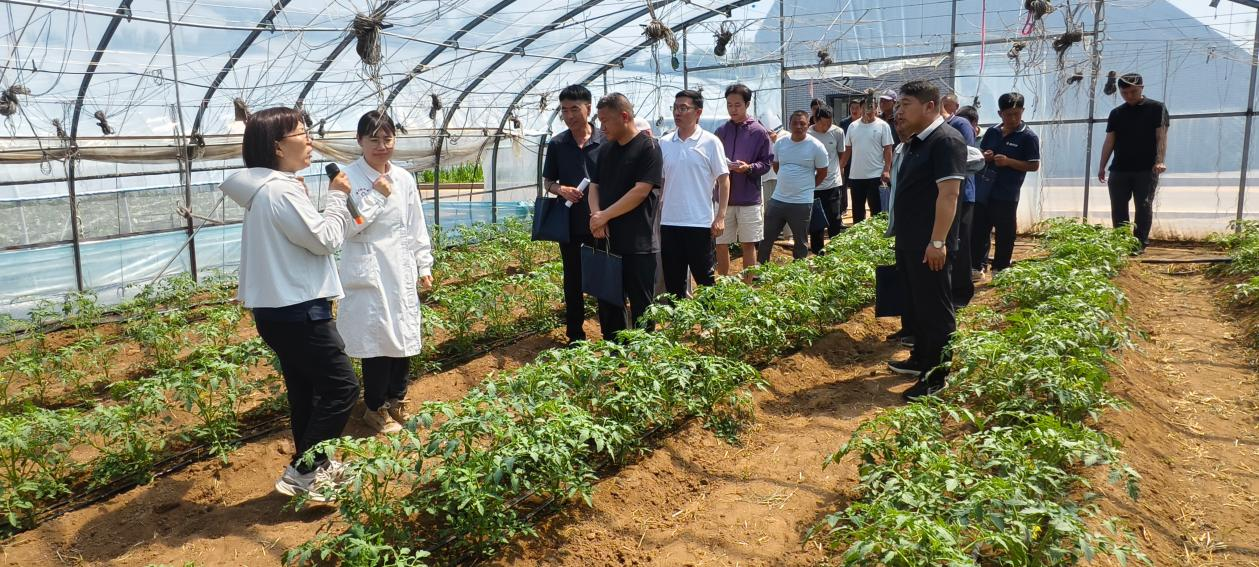 赤峰市农牧科学院举办冷凉蔬菜提质增产绿色高效生产技术现场观摩会