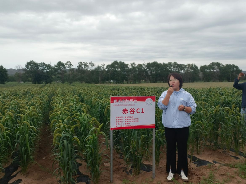 赤峰市农牧科学院赴太仆寺旗开展品种推广培训