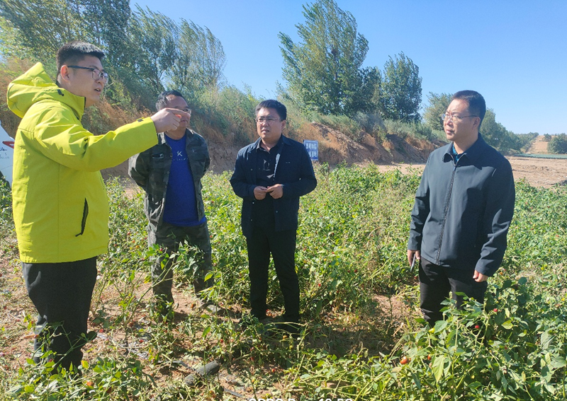 露地蔬菜秋季收获技术指导现场