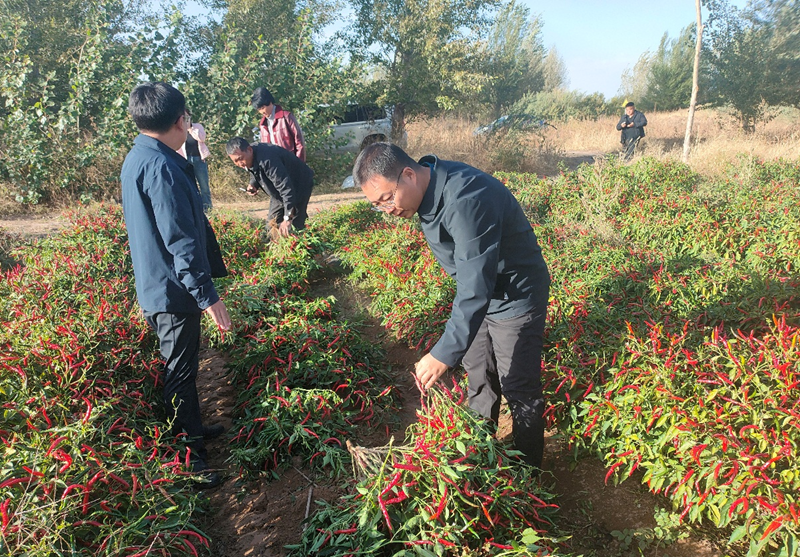 露地蔬菜秋季收获技术指导现场