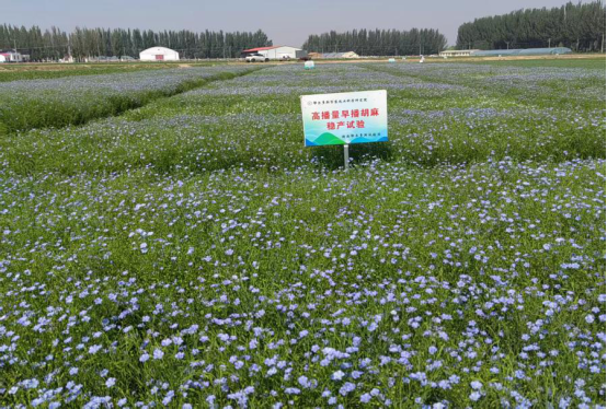 水地胡麻“早播复种”高效模式关键环节取得进展