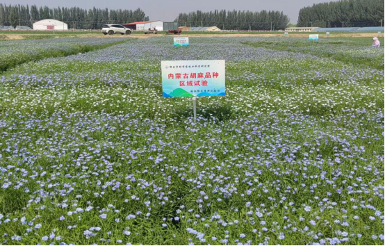 水地胡麻“早播复种”高效模式关键环节取得进展