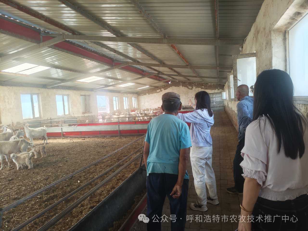 呼和浩特市农牧技术推广中心扎实推进绒山羊羔羊健康培育一体化技术推广工作