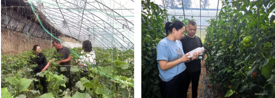 市植保植检中心深入赛罕区等地开展蔬菜科学安全用药技术指导