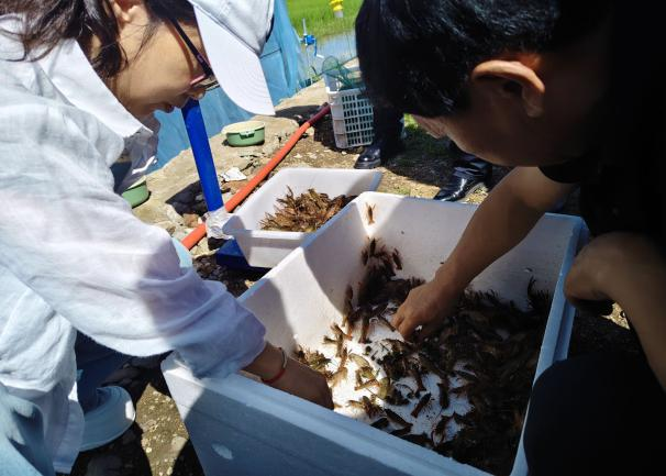 兴安盟寒地小龙虾自主培育喜获成功