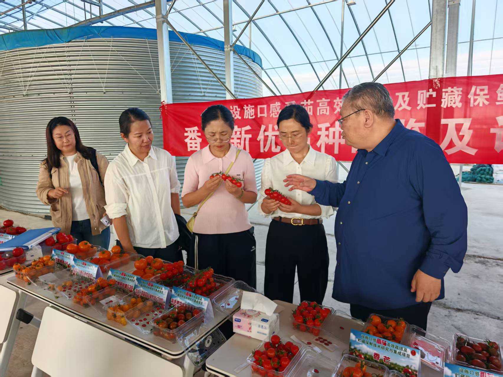 兴安盟设施口感番茄高效栽培及贮藏保鲜技术项目开展新优品种品鉴评价推广交流会