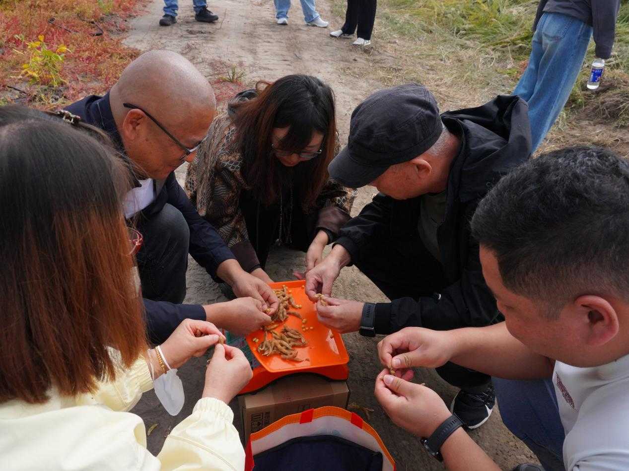 兴安盟农牧局举办盐碱地种植观摩会