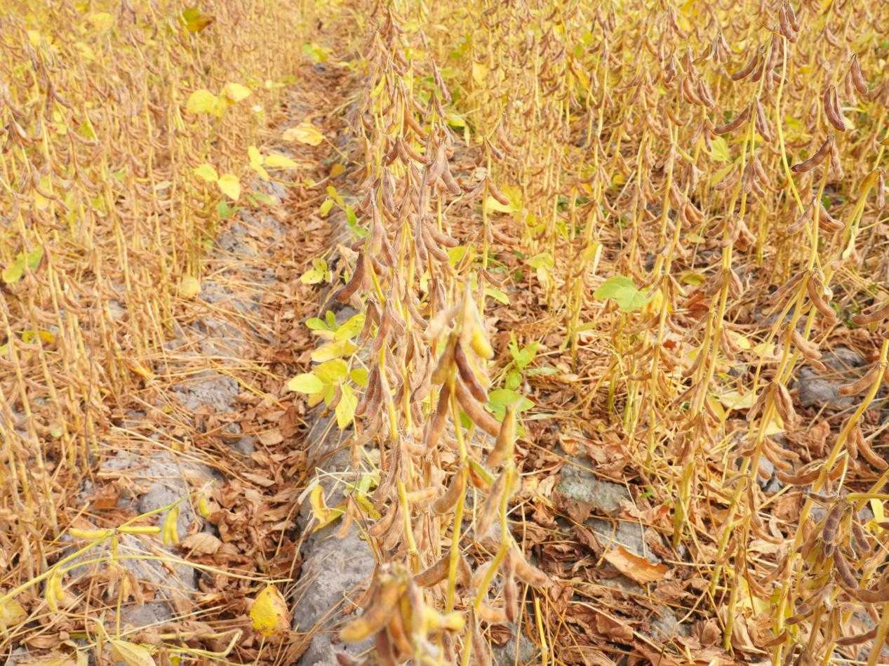 兴安盟农牧局举办盐碱地种植观摩会
