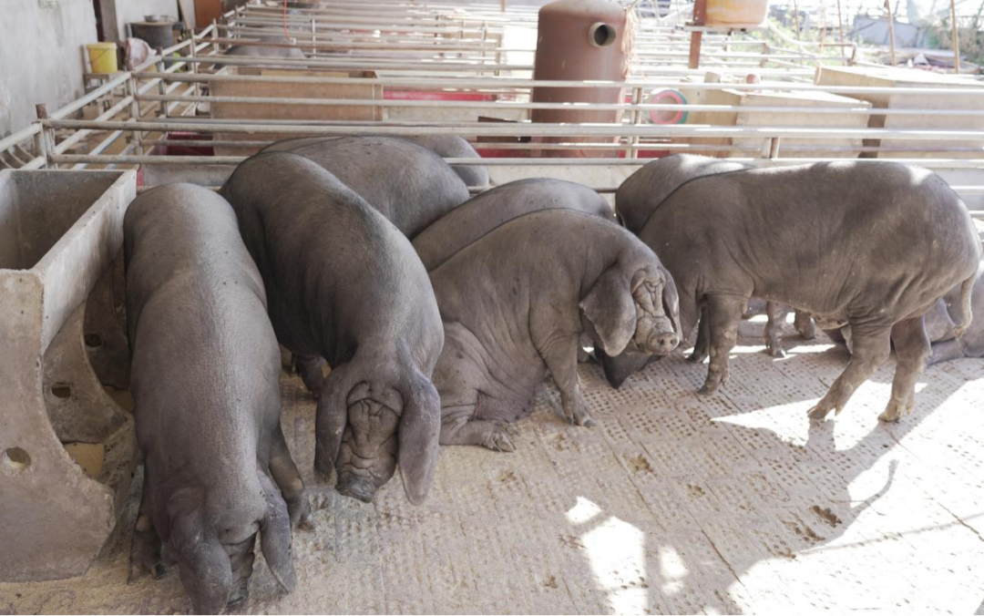 内蒙古12个优良地方品种入选《国家级畜禽遗传资源保护名录》