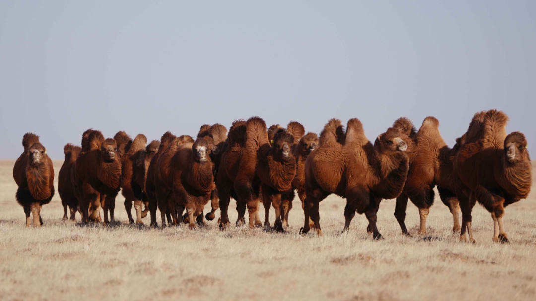 内蒙古12个优良地方品种入选《国家级畜禽遗传资源保护名录》