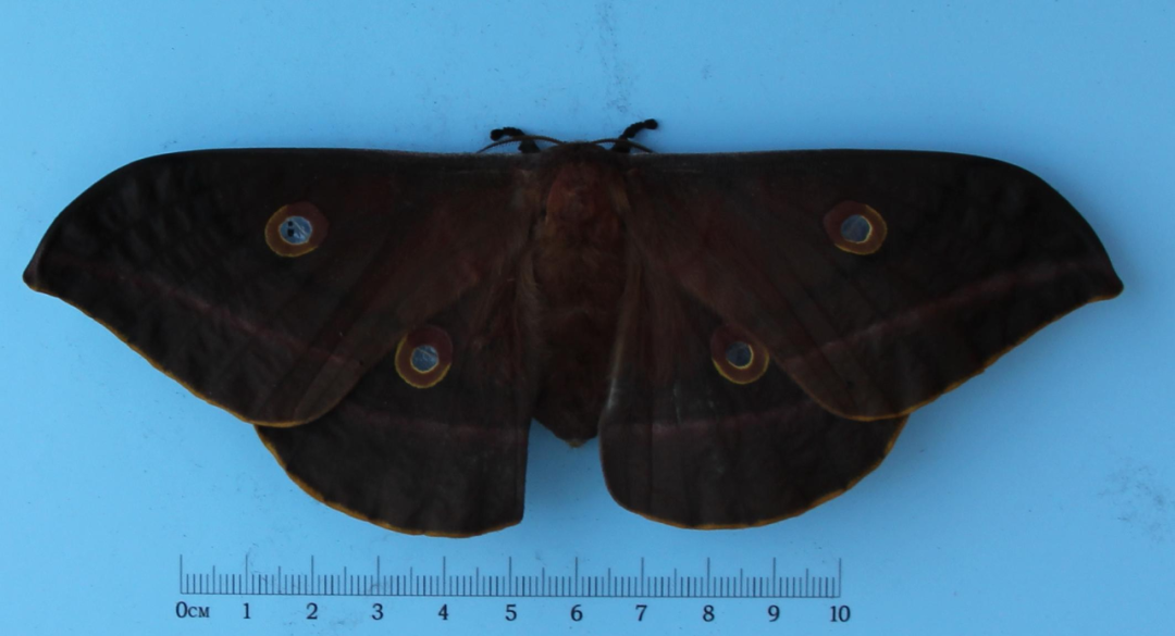 内蒙古12个优良地方品种入选《国家级畜禽遗传资源保护名录》