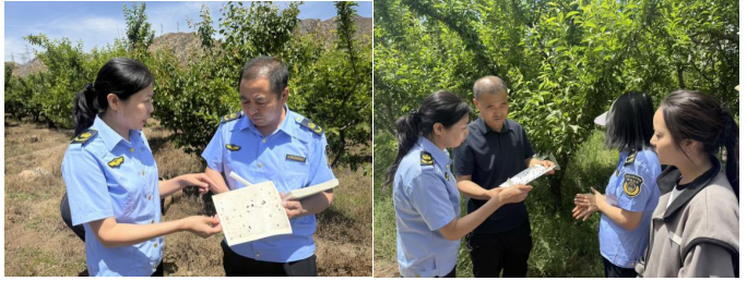 自治区植保植检中心赴包头市开展检疫性病虫害监测防控技术指导
