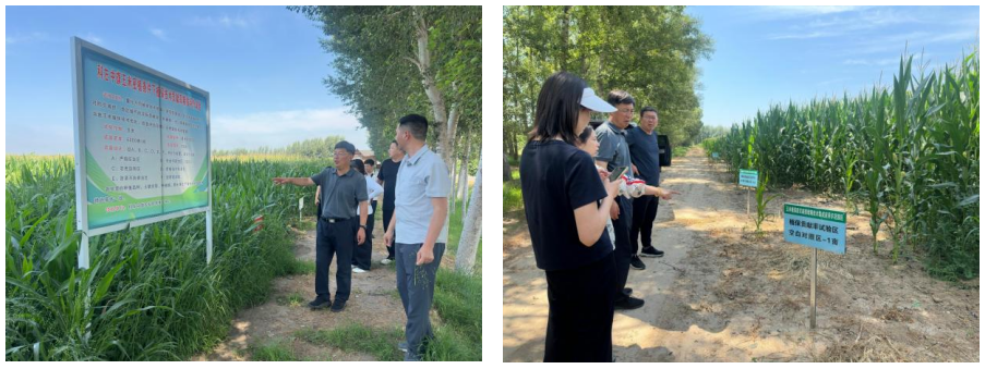 抢抓病虫防控关键窗口期,全力筑牢粮食生产安全屏障
