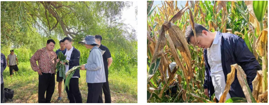 紧扣农时强化监测精准施策力促丰产