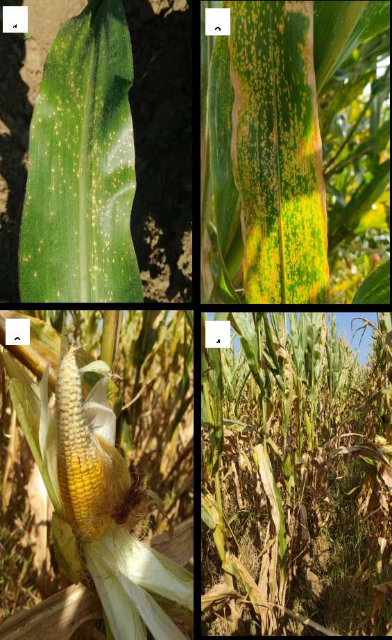 玉米北方炭疽病防治技术