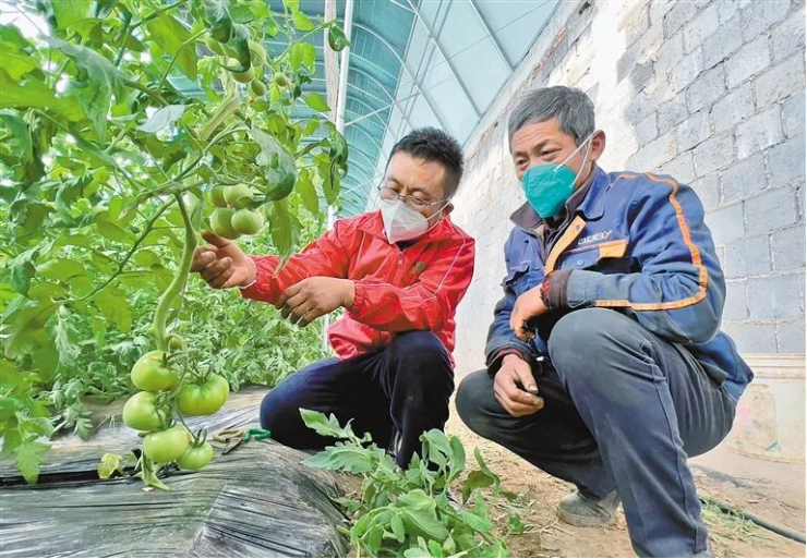 新农人曹鹏深耕种苗产业 科技耕耘点亮乡村振兴路