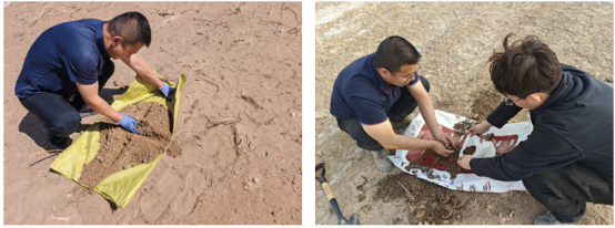 【农牧科技服务队在行动】 开展盐碱地专项监测 精准护航耕地质量