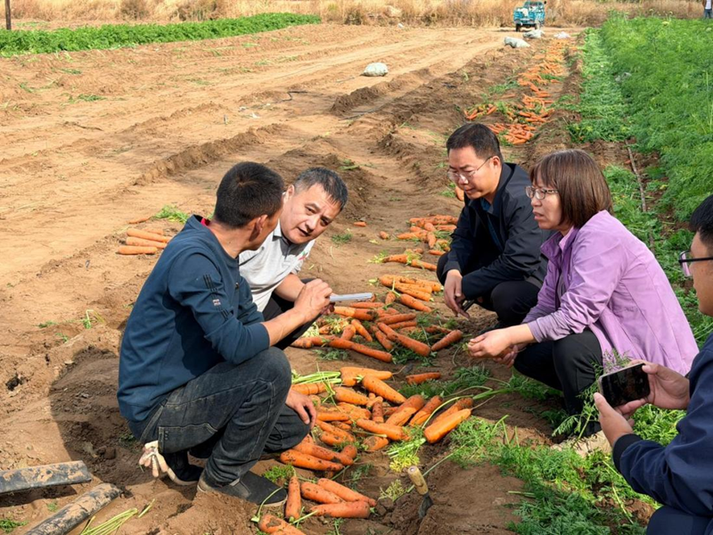 胡萝卜无人化收获观摩会现场