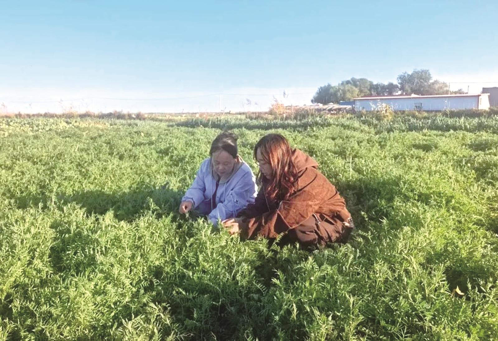 中旗麦后复种绿肥激活种养循环